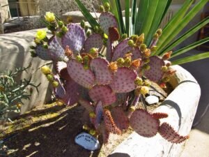 Desert roadrunner near Casa Grande Ruins National Monument, prickly pearl cactus