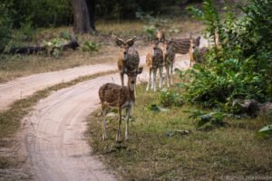 Pench National Park 
