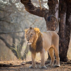 Asiatic_Male_Lion_in_Gir_Forest_National_Park
