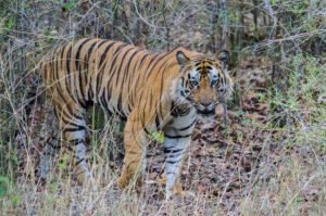 Bandhavgarh National Park