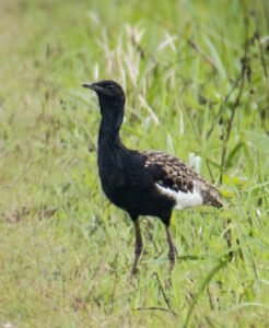 Bengal florican display in short‑grass habitat at Jaldapara National Park