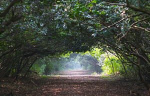 Bhitarkanika_National_Park