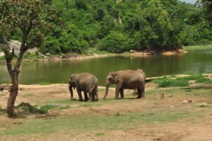 bannerghatta_national_park-
