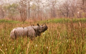 Greater one-horned-rhinoceros
