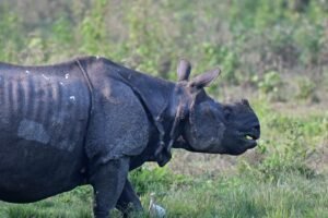 Indian one‑horned rhinoceros grazing in Jaldapara National Park grassland