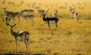 Blackbuck National Park