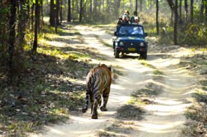 Jungle_safari_-_Kanha_National_Park