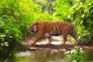 Kaziranga national park Tiger