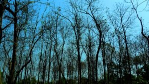 Valmiki National Park