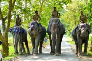 Elephants_Kaziranga_National_Park-