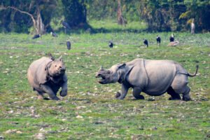 One horn Rhino at the Kaziranga_National Park in Assam