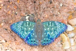 Dichorragia nesimachus at Ultapani Division of Sikhna Jwhwlao National Park