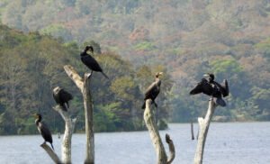 Periyar National Park