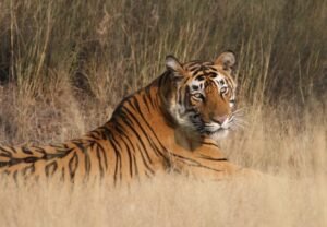 Tiger_Ranthambore_National_Park
