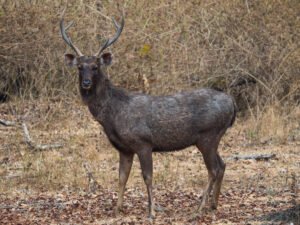 Rajiv Gandhi National Park