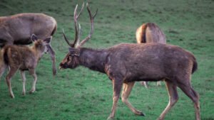 Satpura Tiger Reserve