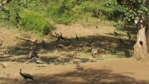 Sariska_Tiger_Reserve