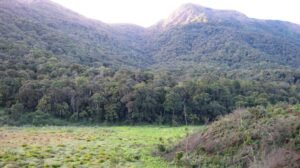 Shola_National_Park.