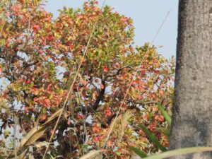 Kaziranga national park flora