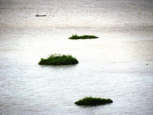  THE_FLOATING_NATIONAL_PARK-_The_Keibul_Lamjao_National_Park_Manipur.