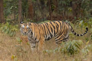Guru Ghasidas (Sanjay) National Park