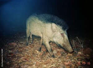 Wild Pig