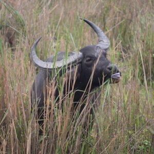 kaziranga national park