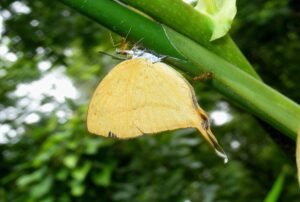 Yamfly Loxura atymnus with ants Sanjay Gandhi National Park