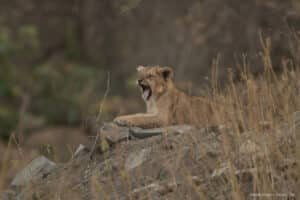 Gir National Park 
