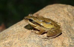 Indian_tree_frog