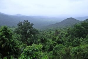 ainforest-mollem-national-park-western-ghats 