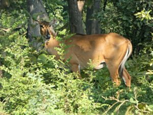 Tadoba Andhari National Park