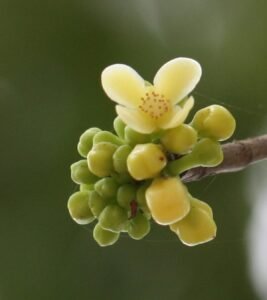 current Affairs of Assam