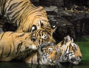 Guru Ghasidas national park