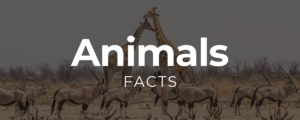 30 Amazing Animal Facts