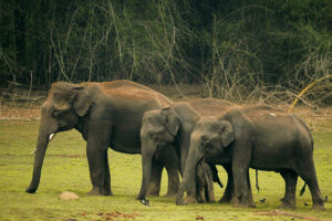 | kabini-elephant-family| National Parks in India |