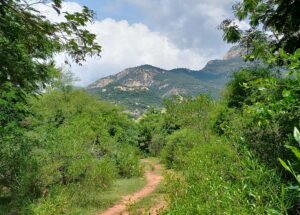 Sri Venkateswara National Park