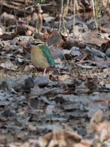 Bird species