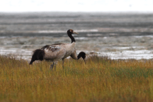 Ramsar sites in india