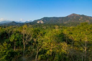 Buxa_Tiger_Reserve_forest