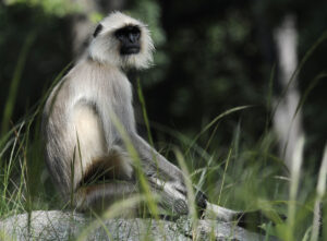  Common_Langur