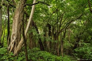 Gir National Park 