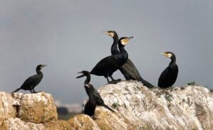 Great_and_Little_Cormorants_Deepor_Beel