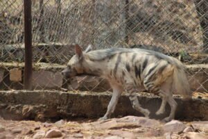 Hyena_in_Van_Vihar_national_Park