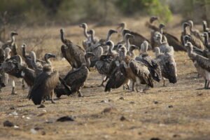Madhav_National_Park