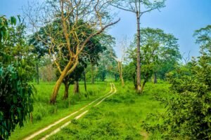 Controlled grassland for habitat management in Jaldapara National Park