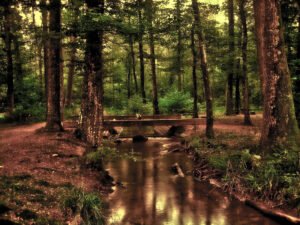 MANAS National Park