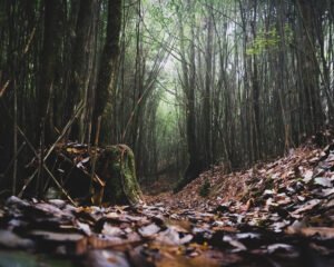  Neora_Valley_National_Park