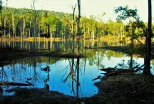 Pench_National_Park_Madhya_Pradesh_
