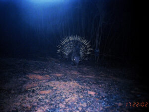 Porcupine
